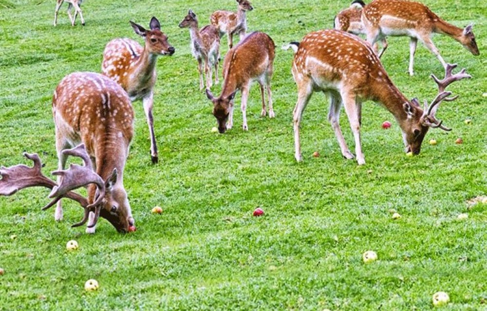 Askot Musk Deer Sanctuary